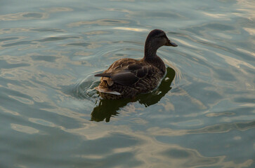 duck on the water