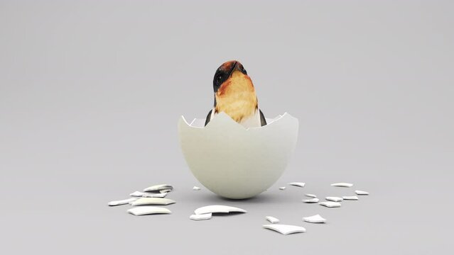 3D rendering hummingbird animation born from egg broken in first time on white background.