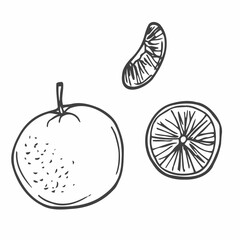 Set of linear drawing oranges isolated on white background. Sketch for coloring booking page. Vector illustration