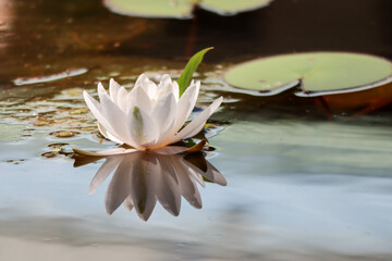 white water lily on the pond surface closeup - beautiful nature wallpaper