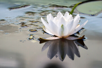 white water lily on the pond surface closeup - beautiful nature wallpaper