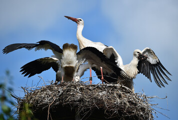 Weißstorch auf einem Dach 