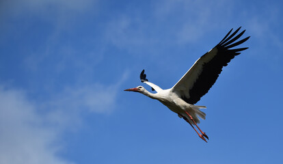 Weißstorch fliegt