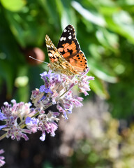 butterfly on flowers