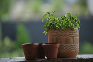Pot de fleur en terre garnit de Basilique, un basilique frais et de qualité. 