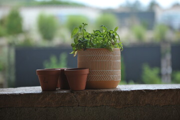 Pot de fleur en terre garnit de Basilique, un basilique frais et de qualité. 