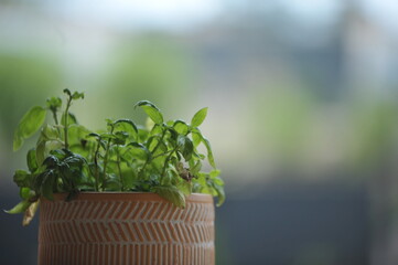 Pot de fleur en terre garnit de Basilique, un basilique frais et de qualité. 