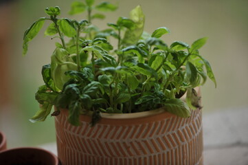 Fototapeta premium Pot de fleur en terre garnit de Basilique, un basilique frais et de qualité. 