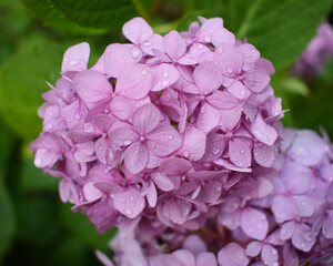 pink flowers