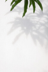 Abstract leaf shadow on wall background, Background with drop shadow and light effect	