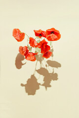 Red poppies flowers in glass vases on pastel sunlit background with shadows. Nature concept....