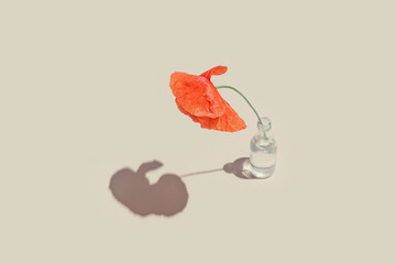 Red poppy flower in glass vase on pastel sunlit background with shadows. Nature concept. Minimal style.