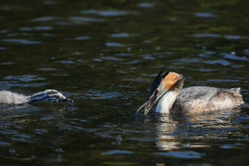 Great Crested Grebe and Chick, United Kingdom