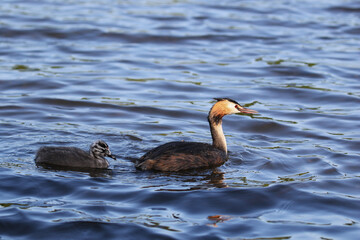 Great Crested Grebe and Chick, United Kingdom