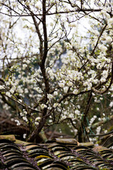 Peach Blossoms in Vietnam, at Ha Giang