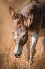 Obraz premium Lovely donkey portrait in nature pets adorable photo 