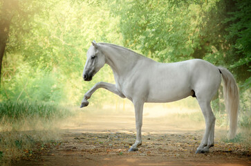 Naklejka na ściany i meble Beautiful photo of a white horse in nature adorable photo of pets 