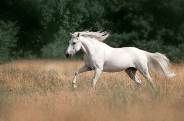 Fototapeta na wymiar Beautiful photo of a white horse in nature adorable photo of pets 