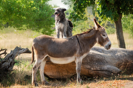Dog and donkey cute pet photo in the park
