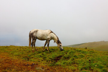 Scenes of Azores, Portugal