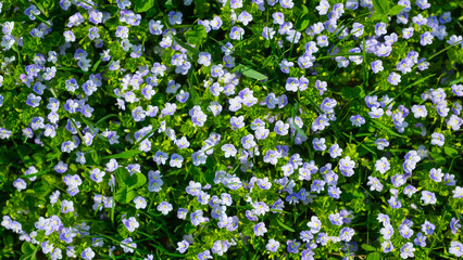 Spring flowers and fresh green grass. Plants as a background. Small whole flowers. Nature and plants.