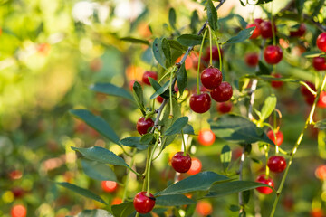cherry berries ripen in the garden of Siberia