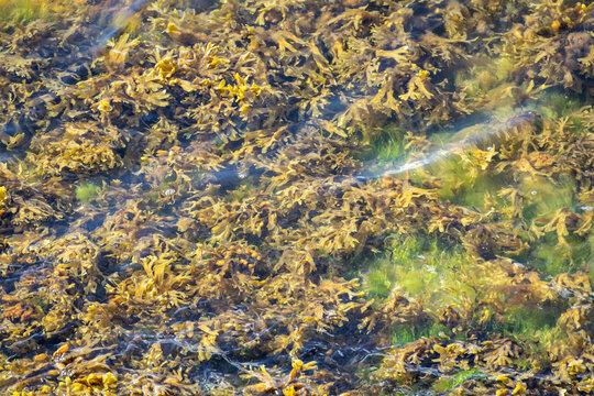 seaweed (Fucus vesiculosus) in the Baltic Sea at the German coast