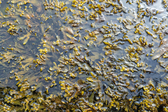 seaweed (Fucus vesiculosus) in the Baltic Sea at the German coast