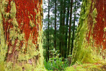 Scenes of Azores, Portugal