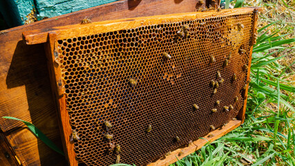The beekeeper works in the apiary. Beehive and honey production.