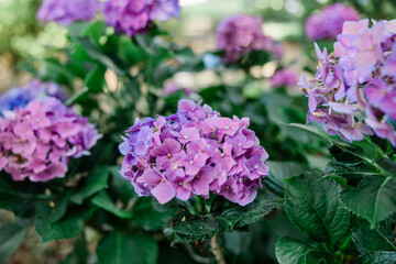 Blooming pink and purple flowers on a large hydrangea bush in the summer