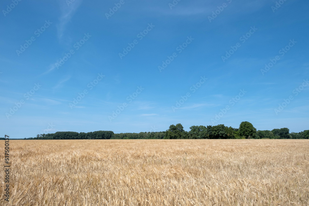 Poster Graanveld - Grain field