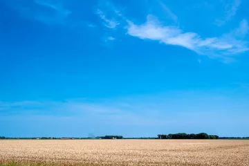 Fototapete Graanveld - Grain field © Holland-PhotostockNL
