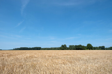 Graanveld - Grain field