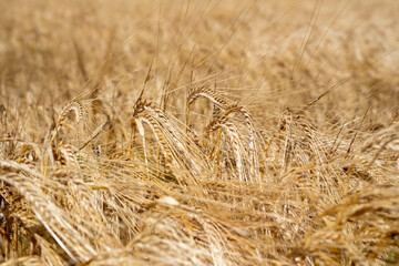 Fototapeta premium Graanveld - Grain field