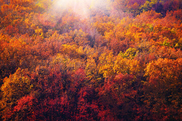 Autumn color leaves against sunlight high angle view background