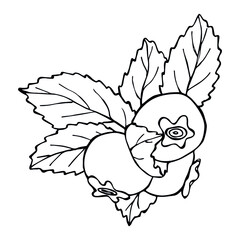 Vector blueberry clipart. Hand drawn berry icon. Fruit illustration. For print, web, design, decor, logo.