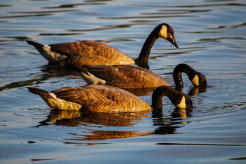 Obraz premium country goose swimming in water