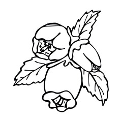 Vector blueberry leaves and flower clipart. Hand drawn plant illustration. For print, web, design, decor, logo.