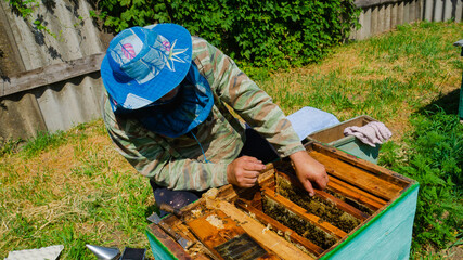 The beekeeper works in the apiary. Beehive and honey production.
