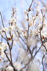 blooming tree