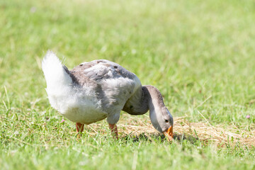 Grey goose on grass in sunny summer day