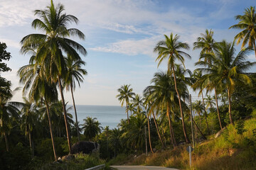 Tropical island with palm trees in Thailand