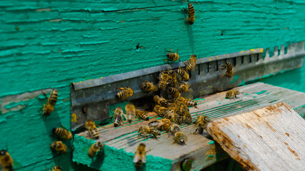 The beekeeper works in the apiary. Beehive and honey production.