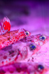 水族館のヒメジ（ヒメ）たち。Small Goatfish"Japanese aulopus (Himeji, Hime, Akaeso)", under the black pink aquarium lighting close up macro photograph.