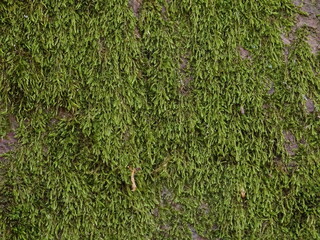 Green moss background