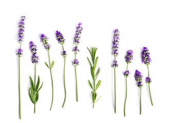 Lavender flowers set isolated on a white background