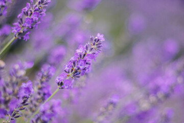 lavender flowers close up