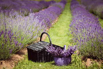 lavender flowers in a wicker basket