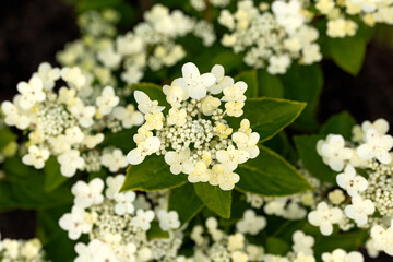 White lacecap hydrangea flowers in summer garden